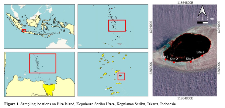 UNJ Study Flags Ecosystem Decline: Bira Island Coral Reefs 'Fairly Damaged'